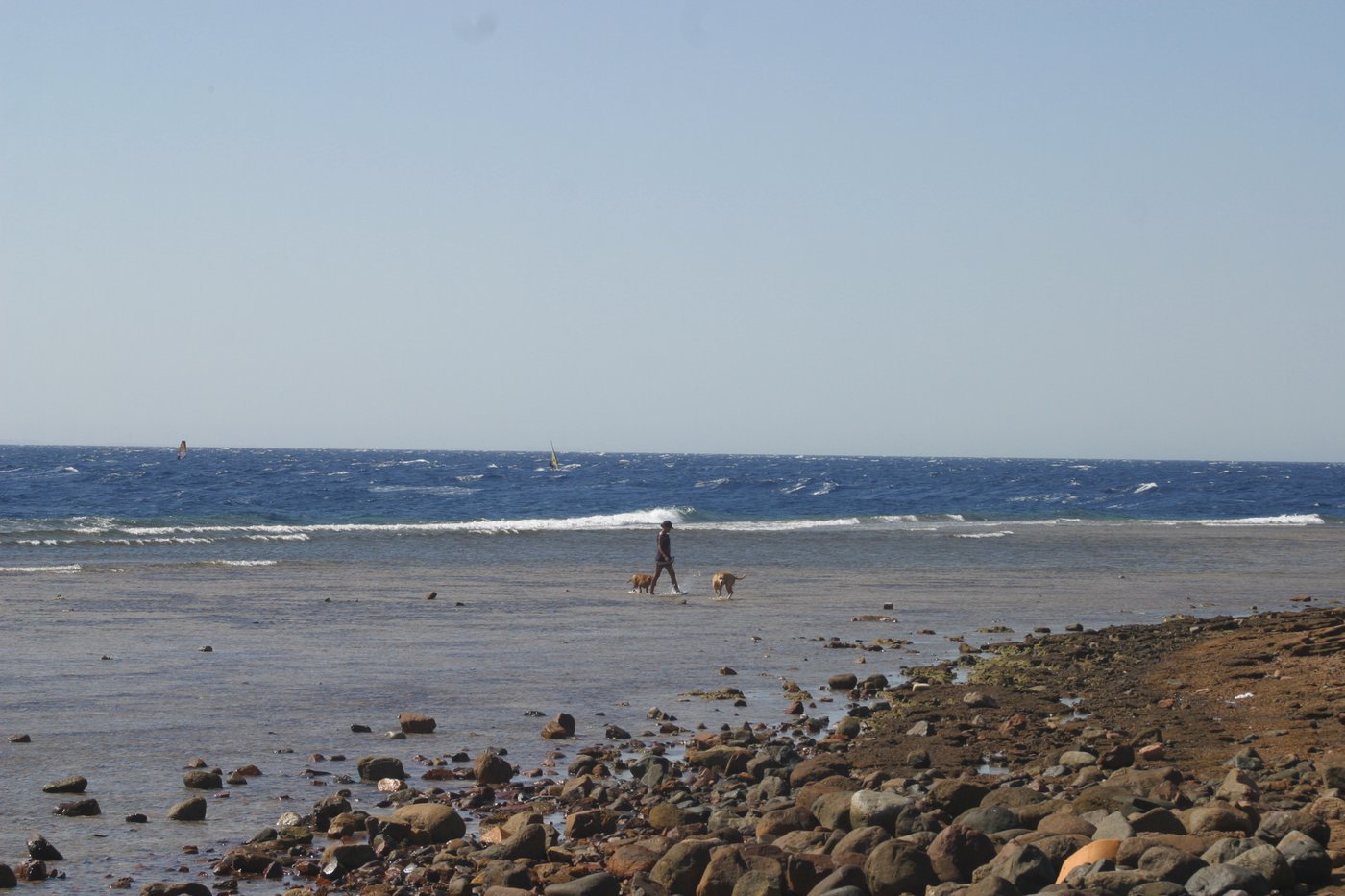 Person walking two dogs along the shoreline